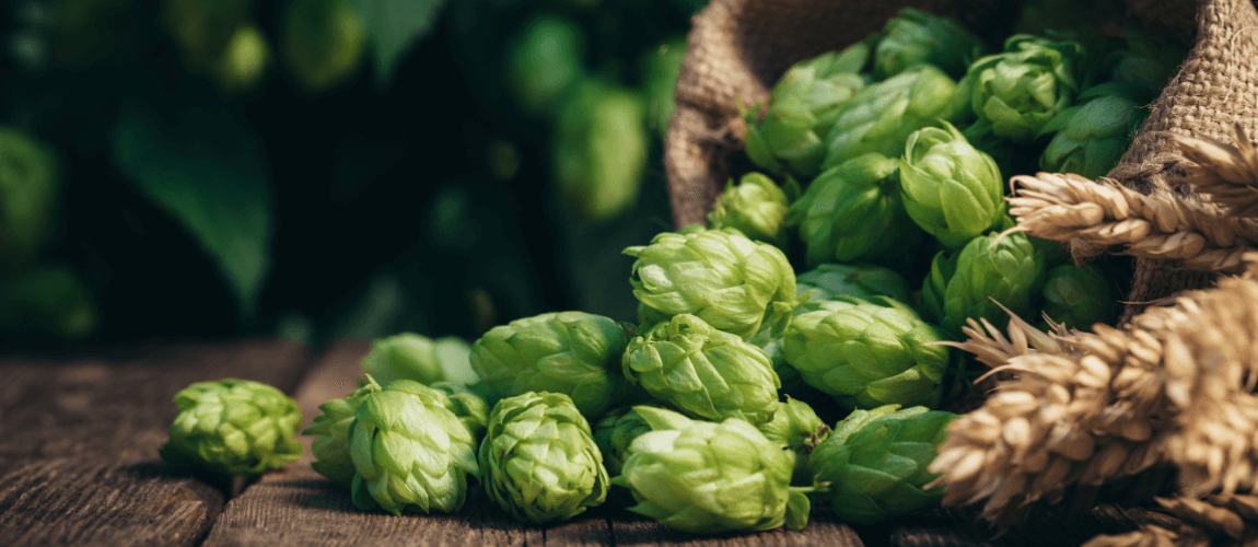 Deguste o lúpulo: 5 cervejas para entender os aromas e sabores dessa matéria-prima